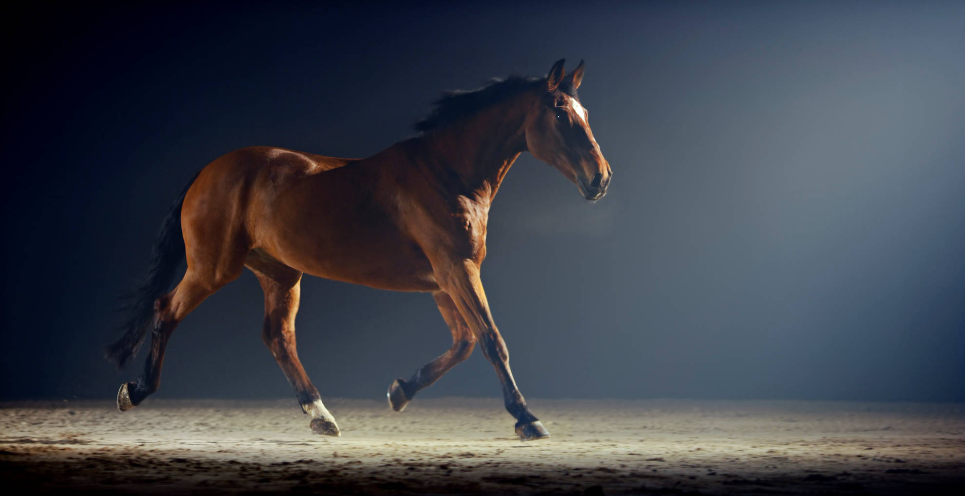 Cheval en mouvement sur du sable