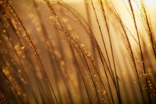 Herbes jaunes