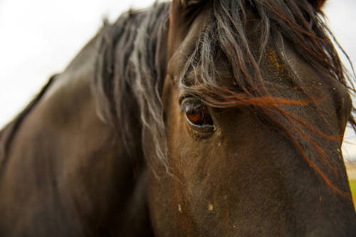 Gros plan des yeux d'un cheval